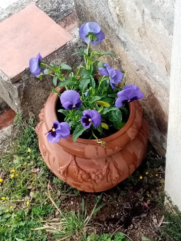 Casa Serena Villa Petrognano  Kültér fotó